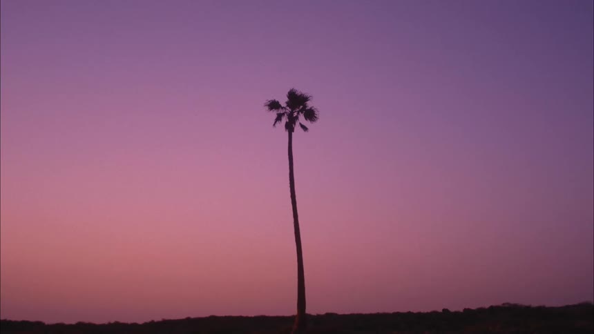 Silhouette of a giant palm tree against a purple and orange dawn sky