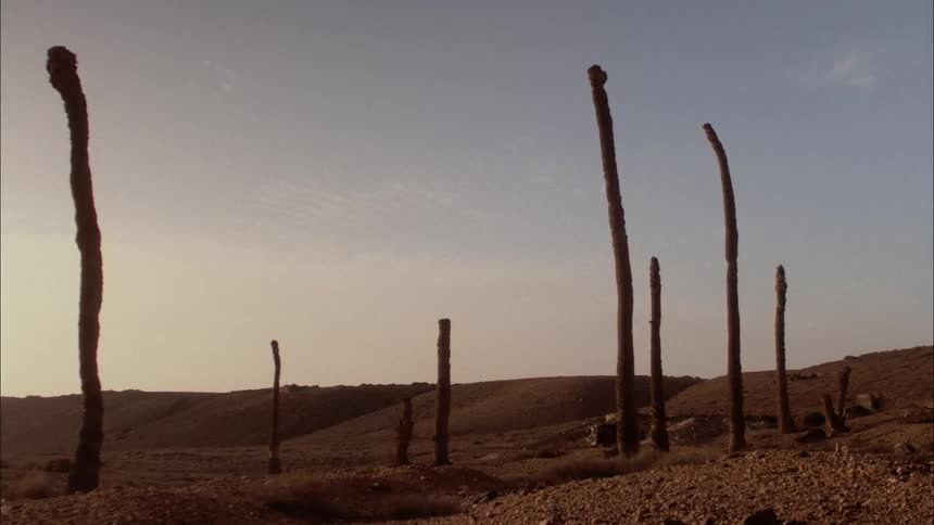 Dead palm tree trunks standing tall in the desert sand at sunset