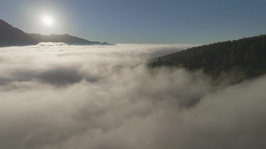 Aerial of forest covered by fog during sunny morning