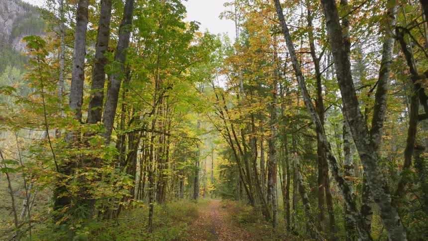 A clip of a path in the woods
