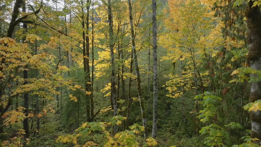 A footage of a forest during fall