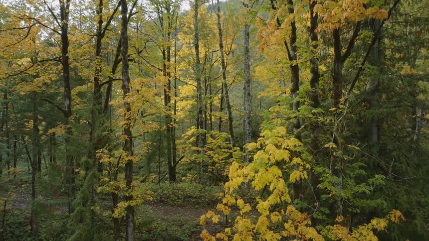 The trees are turning yellow in the fall