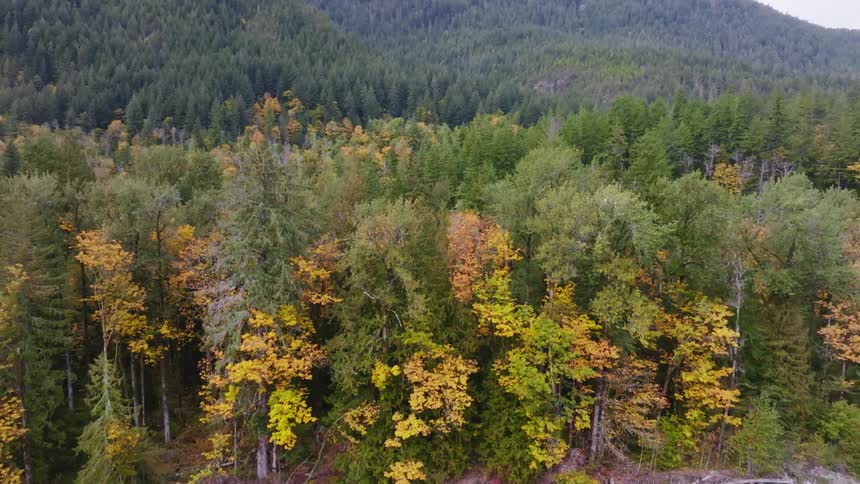 A huge forest of trees with green leaves and some gravel on the ground