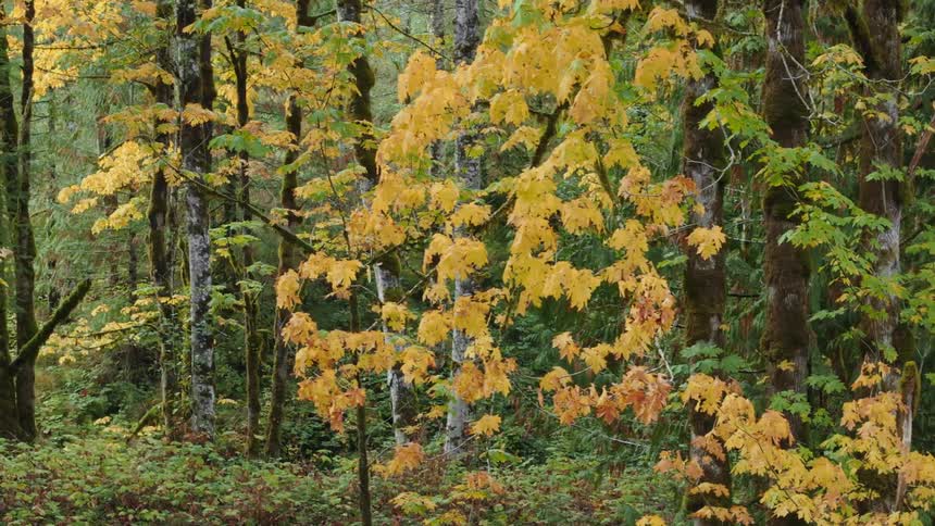 Old growth forest at autumn