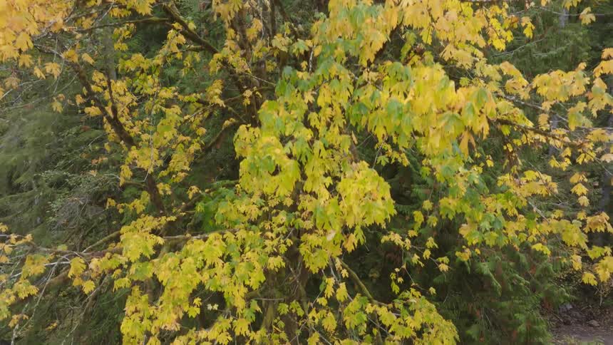 A large tree with yellow leaves
