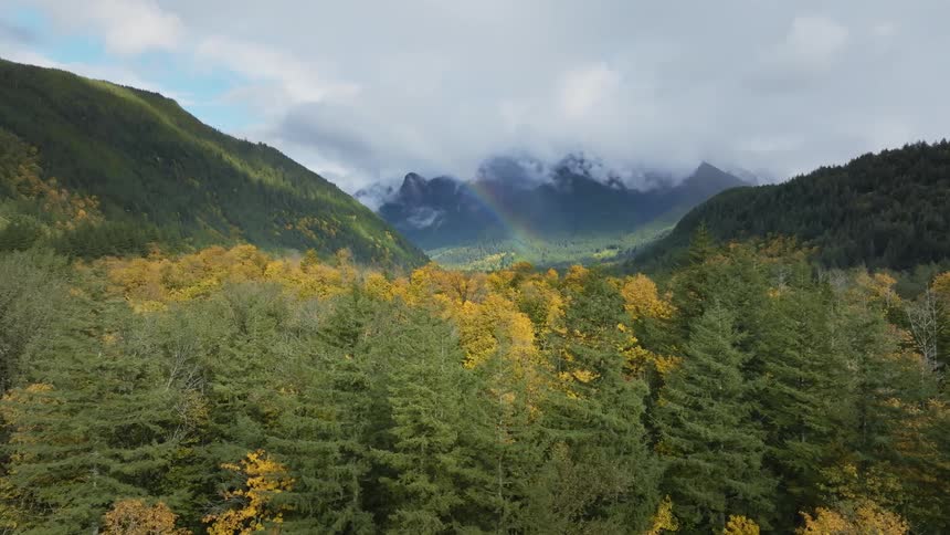 Aerial of a pine forest with a rainbow in the sky