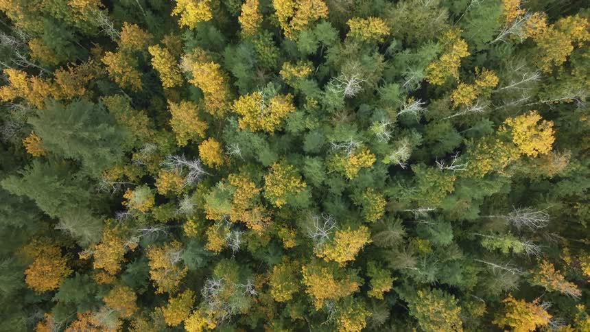 Aerial of trees in a forest area at midday
