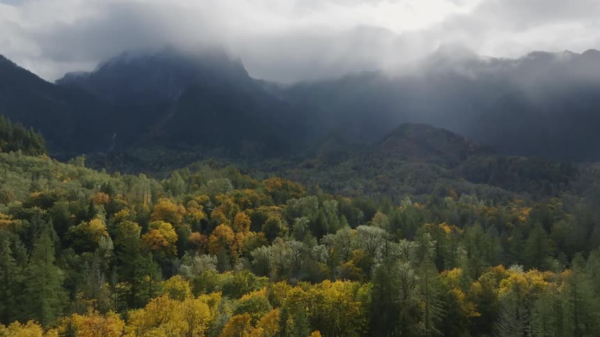An aerial clip of the woods