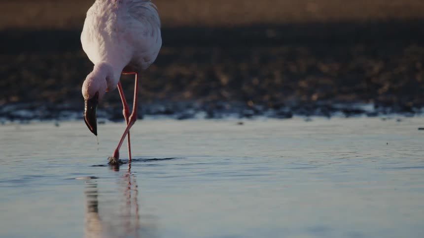 Bird with long legs and neck drinking water in a river during the day