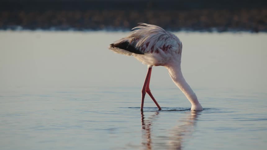 A clip of an ostrich dinking in the river