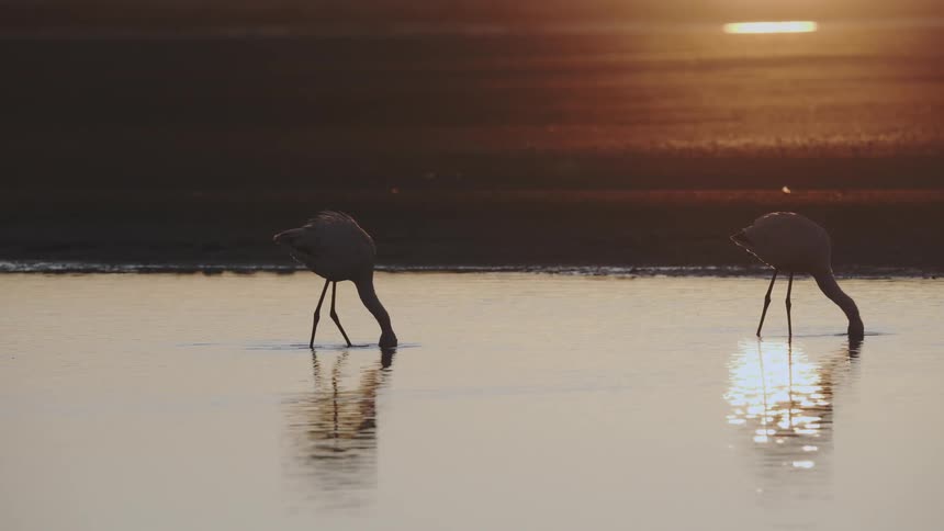 Two birds with long legs drinking water at sunset