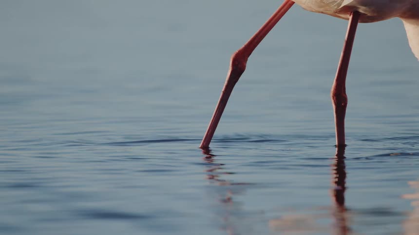 Pink flamingo walking in the water and dipping its beak to search for food