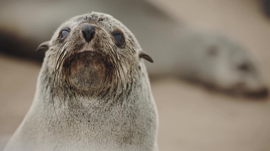 The seal is looking around outside