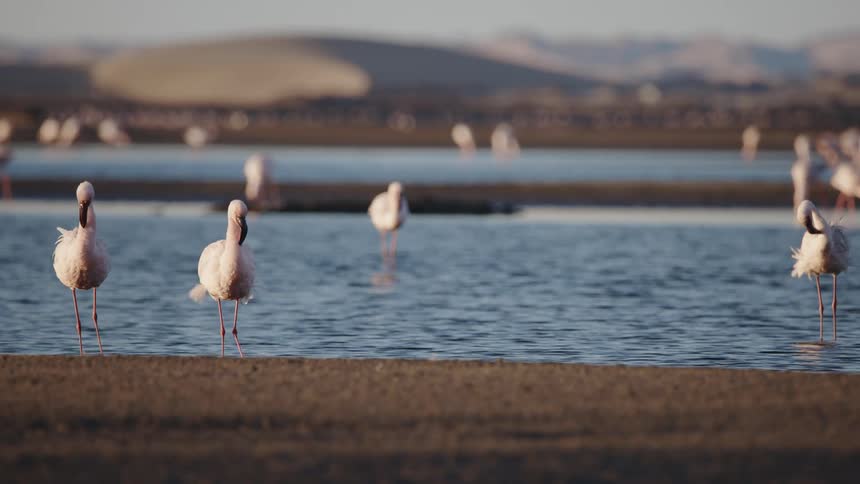 Flamingos in a lake in daylight