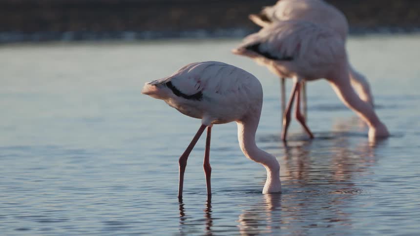 The pink flamingos are drinking in the pond