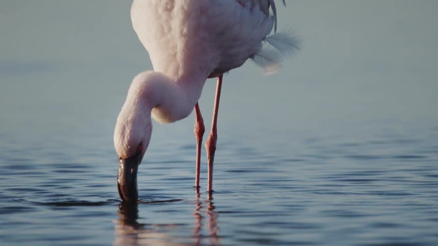 Flamingo walking in the water with its head submerged searching for food
