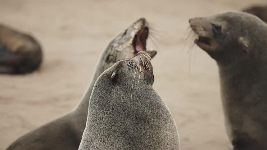 A group of sea lions interacting with each other
