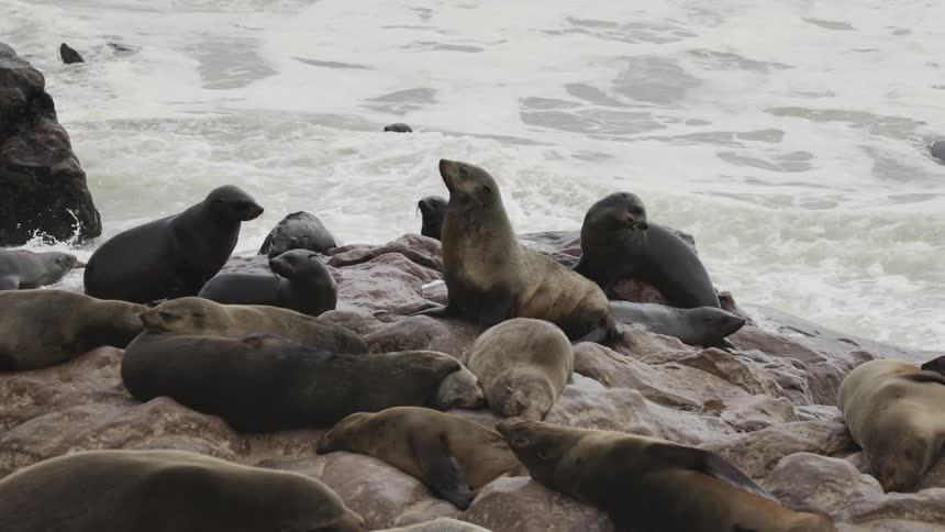 Some sea lions on top of rocks that are hit by sea waves