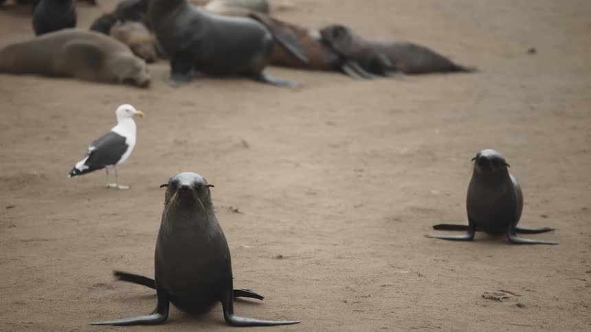A group of seals lying on the dirt floor