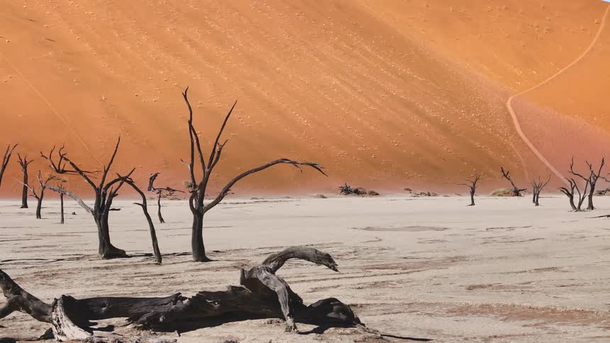 Dry and dead trees in the middle of the desert dunes