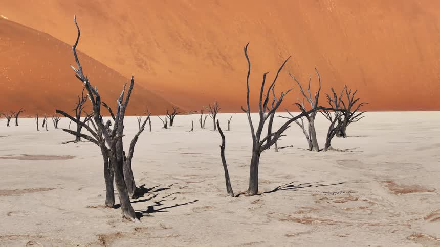 Several dry tree trunks in a desert region