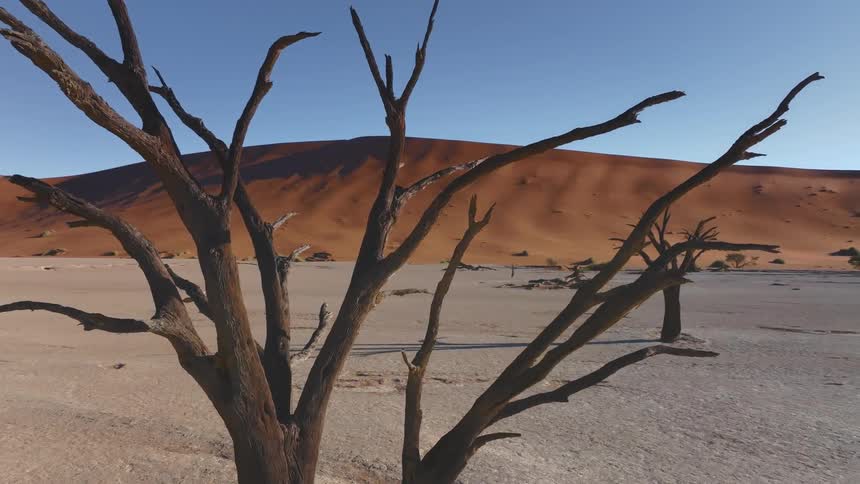 Panorama of dry trees in the midst of a desert