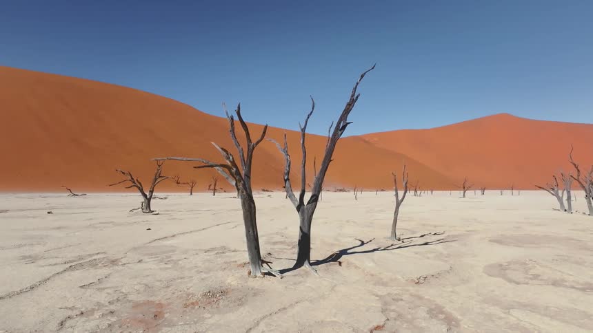 Withered trees in a desert area on a sunny day