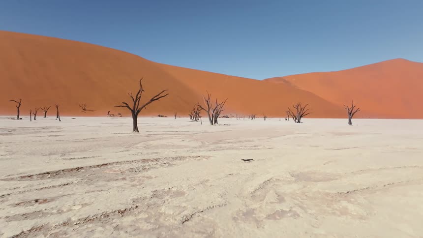 Dry trees in the desert on a hot day