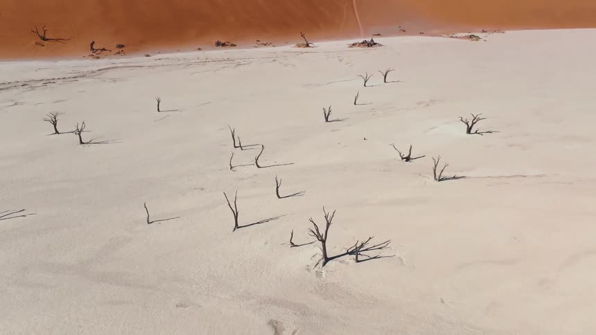 Aerial panorama of dry trees in the midst of a desert