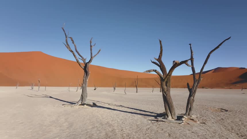 Dry tree trunks in a desert region with sandy soil