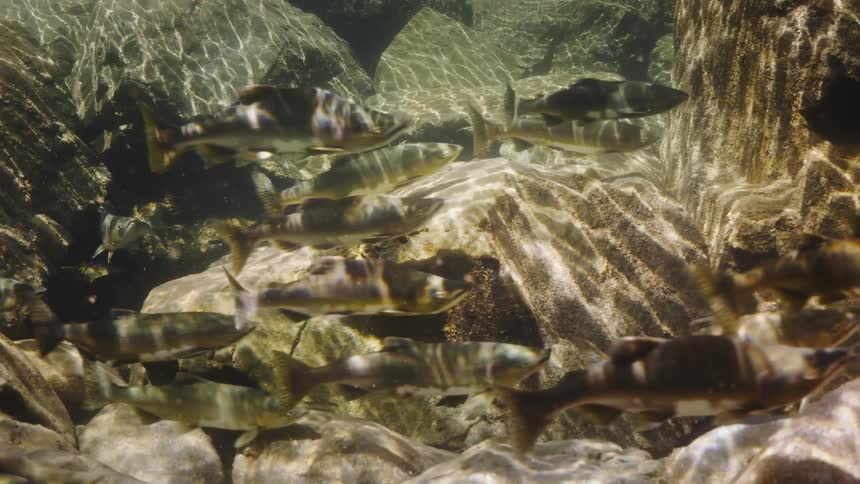 View from inside the sea with fish swimming in the same direction above rocks