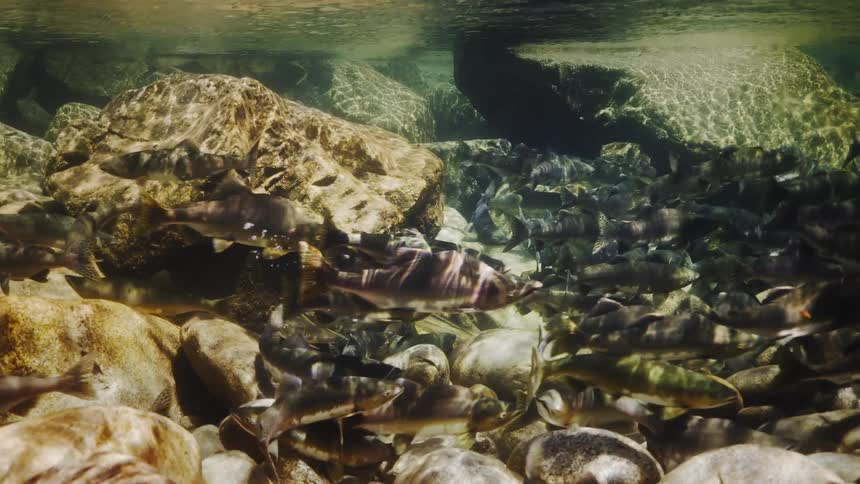 The group of fish swim low on the rocks