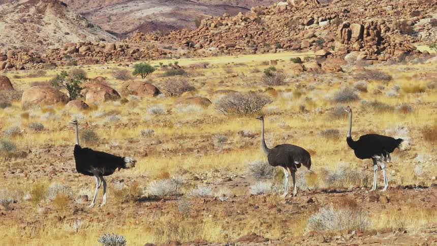 The ostrich stand together by the rocks