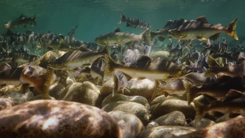 Shoal of fish swimming in a river