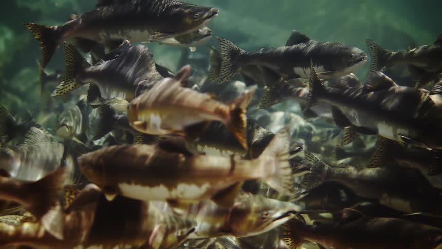 A school of fish swimming slowly at the bottom of the sea