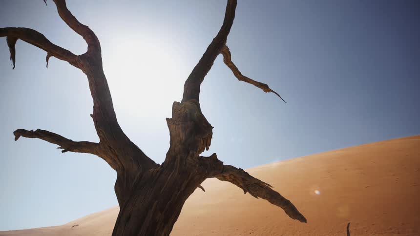 A dead leafless tree at the base of a sand dune
