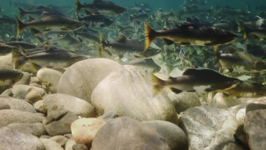 Large school of fish swims over the large stones on the bottom