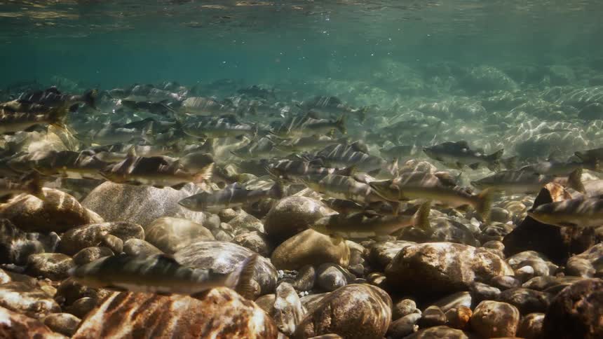 A school of fish swim over the stones