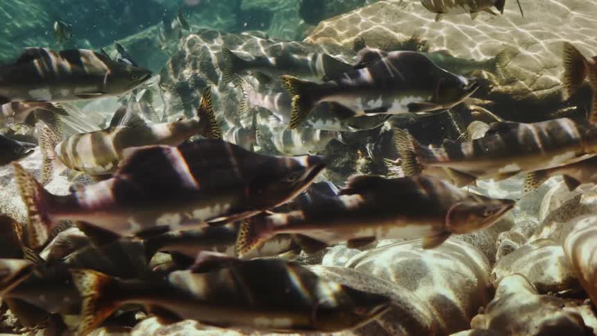 Shoal of fish swimming on a river
