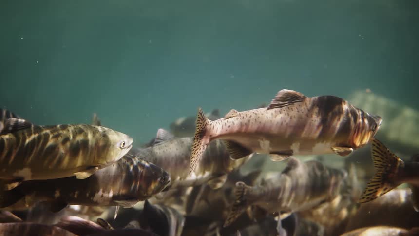 School of fish swimming in the sea
