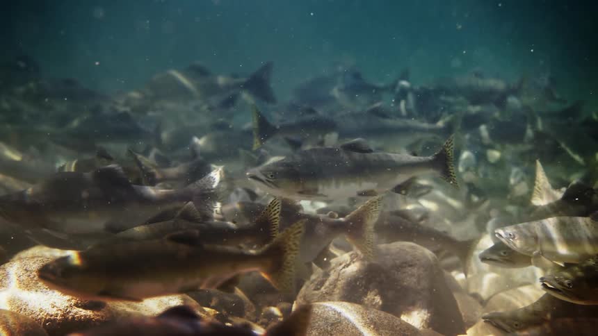 Several fish swimming underwater near the rocks at the bottom of the water