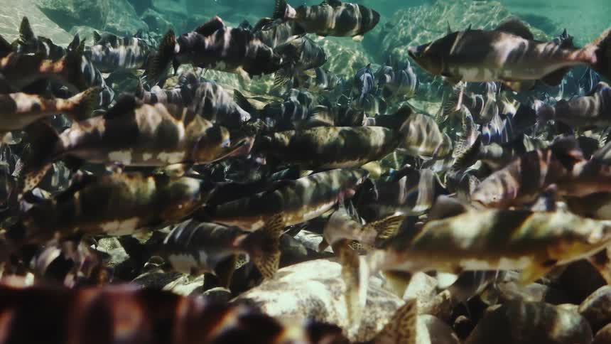 A school of fish swimming slowly at the bottom of the ocean