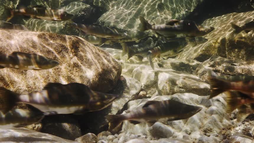 Fish swimming over rocks at the bottom of a clear lake as sunlight reflects in the water