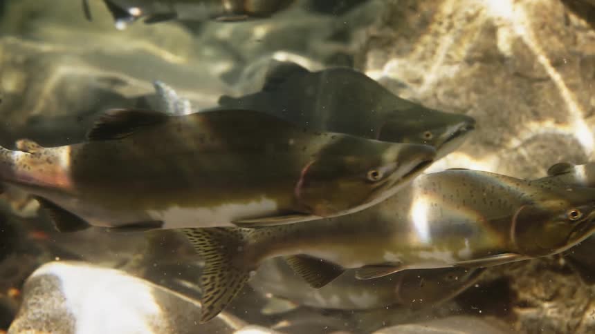 A large number of fish slowly swim underwater above many rocks