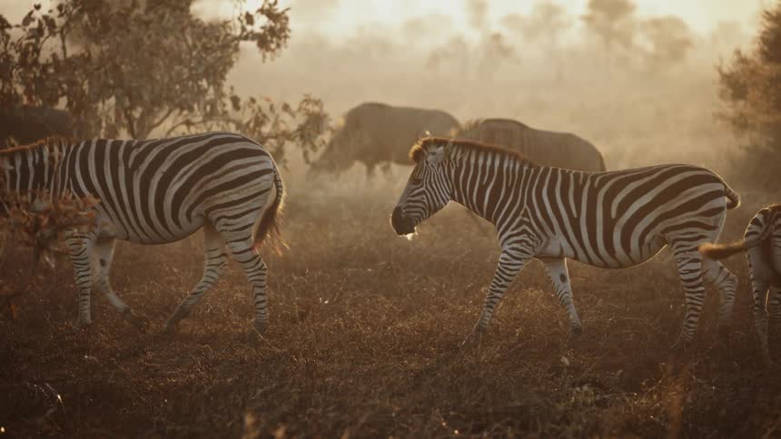Herd of zebras and in the african savanna at sunset