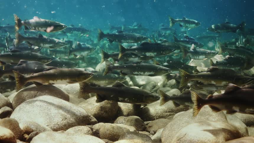 An underwater clip of fishes swimming