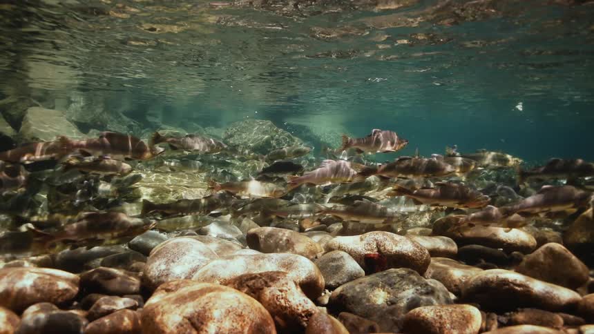 Cluster of fish in a crystal clear sea swimming under rocks at the bottom