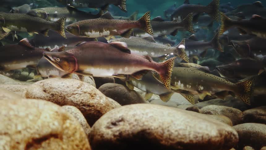 A school of fish swimming near rocks at the bottom of the water