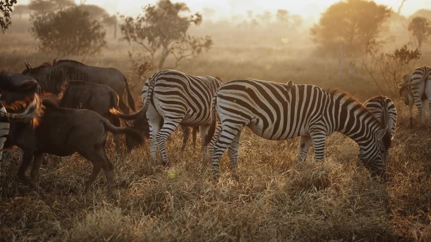 Some szebras and wildebeests in a grassy region eating grass