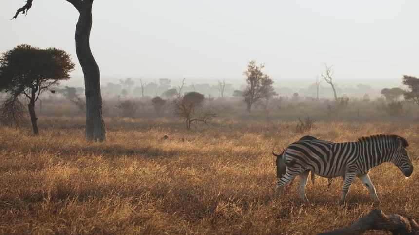 A zebra walking and a wildebeest behind eating grass in a savannah